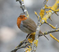 /album/roodborst/roodborst-erithacus-rubecula-eur-robin-petirrojo-p-jpg/